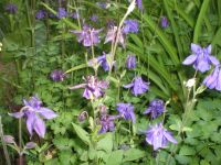 Лот: 2822724. Фото: 5. Аквилегия - водосбор, многолетник...