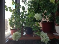 Лот: 7728292. Фото: 6. Сортовая бугенвиллея,бугенвиллия
