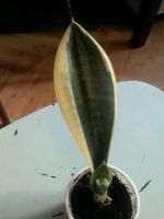 Лот: 9697844. Фото: 2. сансевьера голд ханни. Комнатные растения и уход