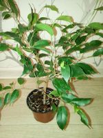 Лот: 7521701. Фото: 2. фикус пёстрый. Комнатные растения и уход