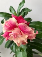 Лот: 17590522. Фото: 4. Адениум Peach Fairy. Красноярск