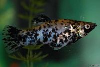 Лот: 3169712. Фото: 2. Подарю рыбок!. Аквариумистика