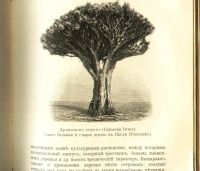 Лот: 18026605. Фото: 20. Кон А. Растение. (Популярные лекции...