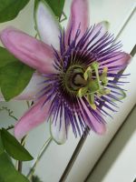 Лот: 6699773. Фото: 6. Пассифлора Белоти. Passiflora...