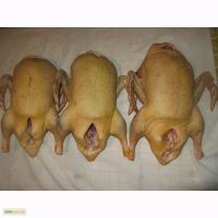Лот: 12249479. Фото: 2. Домашнее мясо гуся. Продукты
