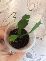 Лот: 10342092. Фото: 6. Декабрист малиновый с белой серединкой