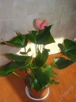 Лот: 1605952. Фото: 2. Антуриум Принцесса Амалия. Комнатные растения и уход