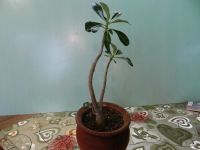 Лот: 7500119. Фото: 2. Адениум Obesum Desert Rose Diamond... Комнатные растения и уход