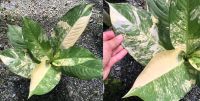 Лот: 11870724. Фото: 2. Диффенбахия Hongsaa variegated... Комнатные растения и уход