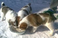 Лот: 4587532. Фото: 4. Среднеазиатская овчарка САО Алабай... Красноярск