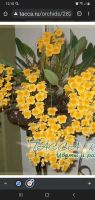 Лот: 18688794. Фото: 2. Орхидея-Dendrobium aggregatum. Комнатные растения и уход