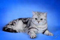 Лот: 5036905. Фото: 4. Британская мраморная кошечка. Красноярск