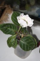 Лот: 4239595. Фото: 3. Глоксиния белая с крапом (всё... Растения и животные