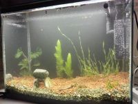 Лот: 14312384. Фото: 3. аквариум с водорослями и оборудованием. Растения и животные