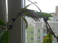 Лот: 3209049. Фото: 5. Хойя (Pubicalix сv. Silver Prince...