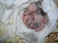 Лот: 3600092. Фото: 5. Японские мыши