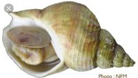 Лот: 9435876. Фото: 2. Моллюск Рапан. Продукты