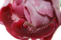 Лот: 3047439. Фото: 2. Глоксиния 8 (цветёт). Комнатные растения и уход