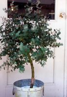 Лот: 10496264. Фото: 5. Куплю эвкалипт комнатный.