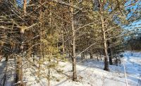 Лот: 19922373. Фото: 3. Земельный участок в лесу п.Манский... Недвижимость