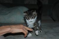 Лот: 20992705. Фото: 5. Кошечка, котенок, " сибирячка...