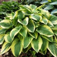 Лот: 22849196. Фото: 2. Красивые хосты, закрытая корневая... Семена, рассада, садовые растения