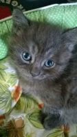 Лот: 10278716. Фото: 2. Котята от британки. Животные и уход