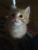 Лот: 11795595. Фото: 5. Котик в хорошие руки