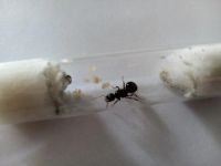 Лот: 17637261. Фото: 3. Матка муравья жнеца с расплодом. Растения и животные