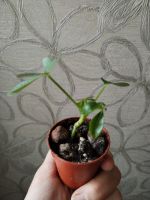 Лот: 25888990. Фото: 2. Шеффлера нора (малыш). Комнатные растения и уход