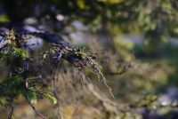 Лот: 8270306. Фото: 7. Nikkor-S 55mm 1.2 Nippon Kogaku...