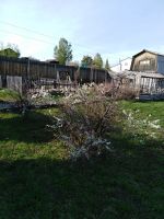 Лот: 13566570. Фото: 4. Дачный участок. Красноярск