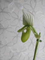 Лот: 16437404. Фото: 6. Орхидея пафиопедилум Мауди