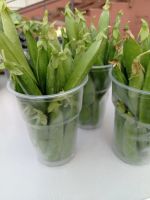 Лот: 14287345. Фото: 2. Горох стручками. Продукты