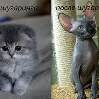 Лот: 5390973. Фото: 2. Шугаринг !!! Сахарная депиляция... Красота, здоровье, медицина