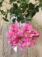 Лот: 12050986. Фото: 2. Пеларгония Pink Rosebud. Комнатные растения и уход