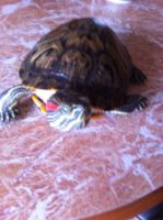 Лот: 5144417. Фото: 2. Красноухая черепаха . Девочка... Растения и животные