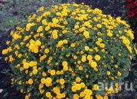 Лот: 15547255. Фото: 5. Укорененые черенки хризантемы...