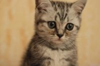 Лот: 8948582. Фото: 3. Мраморный британский котенок. Растения и животные