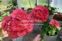 Лот: 18268437. Фото: 3. Пеларгония Jägershus Faley. Растения и животные