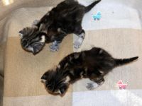 Лот: 4874607. Фото: 3. 5 чудесных новогодних котят от... Растения и животные