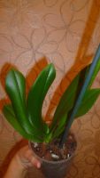Лот: 6403870. Фото: 6. орхидея фаленопсис (пелоричная...