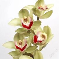 Лот: 1046233. Фото: 3. Закажи цветы для своей девушки. Красноярск