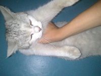 Лот: 3010935. Фото: 5. Отдаю кошку красивую :)