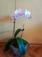 Лот: 24764259. Фото: 2. Орхидея взрослое растение, начинает... Комнатные растения и уход