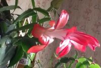 Лот: 10342092. Фото: 2. Декабрист малиновый с белой серединкой. Комнатные растения и уход