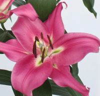 Лот: 11410195. Фото: 5. лилия ОТ огромная и красивая