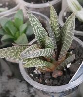 Лот: 8096763. Фото: 2. Хавортия haworthia pumila Horizont... Комнатные растения и уход