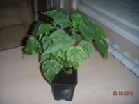 Лот: 5999027. Фото: 5. Абутилон Невеста