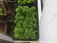 Лот: 22182454. Фото: 2. Сукулент Молодило каменная роза... Семена, рассада, садовые растения